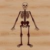 Standing Human Skeletal Form SVG Design Illustration of a standing human skeleton in a vector format.