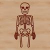An illustration of a standing human skeleton in a simple vector design.