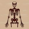 A 2D illustration of a standing skeleton from the human body.