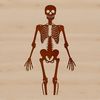 Free Skeleton Illustration for Cutting Machines A detailed illustration of a standing skeleton, suitable for cutting machine designs and vector art.
