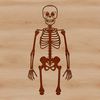Standing Human Skeleton Graphic Design A standing skeleton illustration with human body proportions.