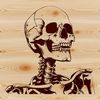 Simple Human Anatomy Illustration A 2D illustration of a human skeleton in a simplified design style.