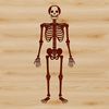 Artistic Human Skeleton Silhouette A detailed illustration of a standing human skeleton with articulated joints.