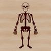 A detailed illustration of a standing human skeleton in vector format.
