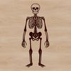 Free Standing Skeleton SVG A standing skeleton illustration made from vector art.