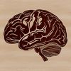 A detailed illustration of the human brain's anatomy, created as a vector graphic for design and printing purposes.