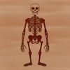 A 2D illustration of a standing human skeleton in black lines on a transparent background.
