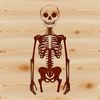 A digital illustration of a standing skeleton, suitable for vector design.