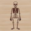 Illustration of a standing human skeleton in vector format.