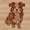 A high-quality image of a sitting Australian Shepherd dog breed with details suitable for vector design.