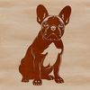 Adorable Sitting French Bulldog Breed A sitting French Bulldog, a popular breed of domesticated dog.
