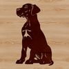 A large dog breed, the Great Dane, sitting calmly with a gentle expression.