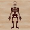 Free Skeleton Graphic SVG Design An editable vector design featuring a skeleton graphic in SVG format suitable for various uses.
