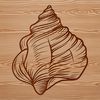 Seashell Illustration for Vector Graphics A detailed illustration of a seashell, suitable for use in vector graphics design.