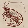Ocean Floor Shrimp Illustration A single shrimp sitting on the ocean floor with its shell visible.