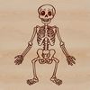 A detailed illustration of a standing skeleton, suitable for graphic design and vector art.
