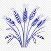 A simple illustration of a wheat stem in vector format.