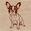 Seated Pup Silhouette Close-up of a seated Boston Terrier dog with a calm expression.