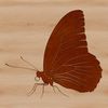 A colorful illustration of a butterfly, suitable for various design applications.
