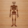 A human skeleton standing upright in a simple design format.