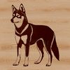 A standing dog with a thick double coat, typical of the Siberian Husky breed.