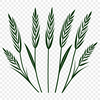 A detailed vector illustration of wheat, suitable for commercial or personal use in graphic design projects.