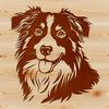 Blue Merle Aussie Close-up Illustration Close-up illustration of a male Australian Shepherd's head, featuring distinctive blue merle coat markings.
