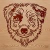 Free Vector Image of a Shepherd's Head Portrait of an Australian Shepherd dog's head.