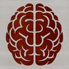 Detailed Vector Brain Illustration Anatomical illustration of the human brain in a detailed vector format.