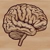 Neurological Illustration Illustration of human brain anatomy, vector graphic design.