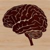 An anatomical illustration of the human brain, highlighting its complex structures.