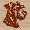 A small-sized dog breed with distinctive facial features and a wiry coat.