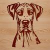 Beautiful Dog Head Silhouette Close-up portrait of a Great Dane's head with a calm expression.