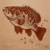 Freshwater Game Fish Vector Art A detailed illustration of a crappie fish, a freshwater game fish.