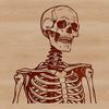 Human Skeleton Clip Art Design An illustration of a human skeleton with bony details, suitable for vector design.
