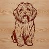 A sitting havanese dog, a small to medium-sized breed with a fluffy coat.