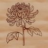 Stylized Chrysanthemum Illustration for Gardening Designs A stylized illustration of a single chrysanthemum flower, suitable for use in gardening and floral designs.