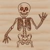 A detailed illustration of a human skeleton, suitable for vector graphics and design projects.