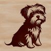 A small, adorable dog breed sitting in front of a plain background.