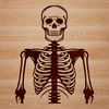 Vector Art Human Skeleton Illustration A detailed vector illustration of a human skeleton in various poses.