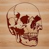 Skull Graphic Artwork A detailed illustration of a human skull, suitable for use in graphic design projects.