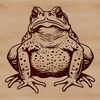 A detailed vector illustration of a wild toad from various angles.