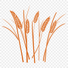 A simple illustration of a wheat plant in an isolated vector design.