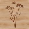 Single Stem Wildflower Illustration An intricately designed vector graphic of a single stem with a blooming wild flower head.