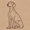 Beautiful Weimaraner Breed Portrait A breed of dog with sleek coat, sitting on its haunches.