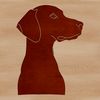 A breed profile image of a Weimaraner dog in vector format.