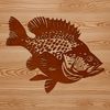 White Crappie Vector Art A realistic illustration of a freshwater fish species, the White Crappie.
