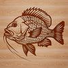 A detailed illustration of a Crappie fish, suitable for vector graphics and design projects.