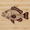 Realistic Crappie Vector Art A realistic representation of a wild crappie animal for use in designs and artwork.