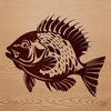 A detailed illustration of a freshwater fish species, the White Crappie.